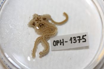 Media type: image;   Invertebrate Zoology OPH-1375 Description: Preserved specimen.;